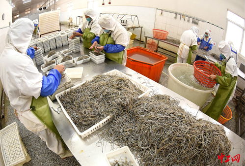 连云港 海产品加工助力家门口就业新模式